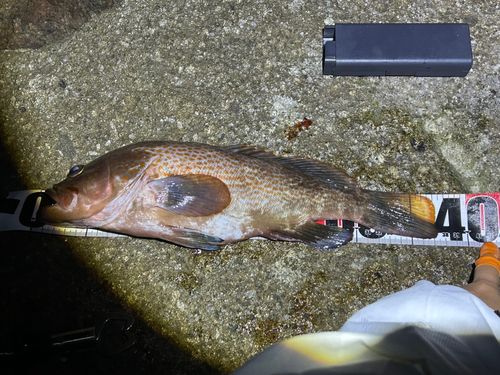 常滑りんくう釣り護岸