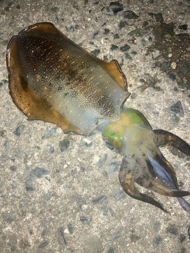 アオリイカの釣果