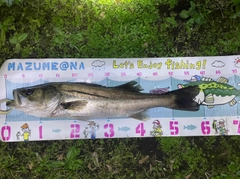 シーバスの釣果