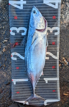 スマガツオの釣果