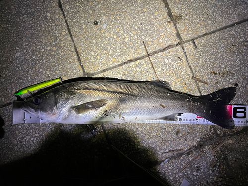 シーバスの釣果