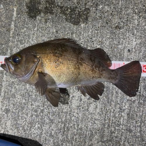 三陸海岸（岩手）