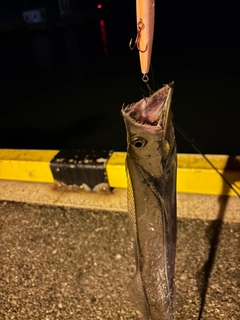 タチウオの釣果