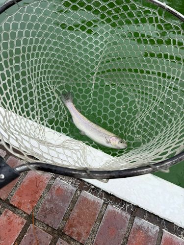 西武園ゆうえんちフィッシングランド