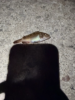 エゾメバルの釣果