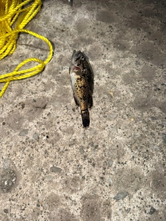 クロソイの釣果