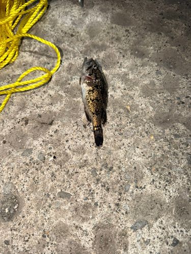 クロソイの釣果