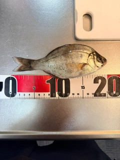 ウミタナゴの釣果