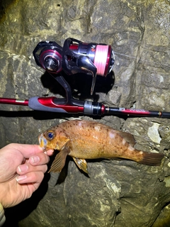 アカメバルの釣果