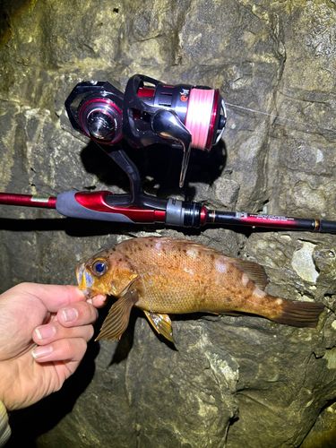 アカメバルの釣果