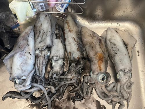 アオリイカの釣果