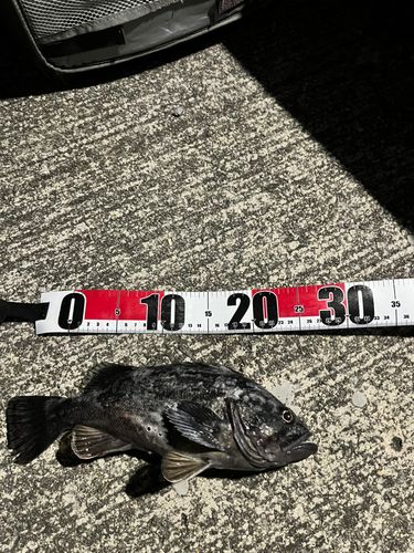 中央埠頭(函館港)