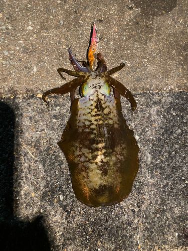 アオリイカの釣果