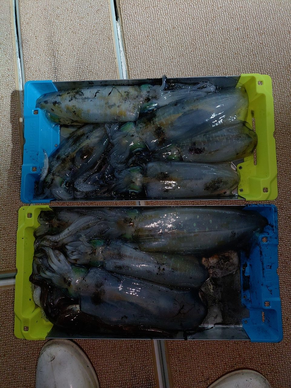 Devilrayさんの釣果 1枚目の画像