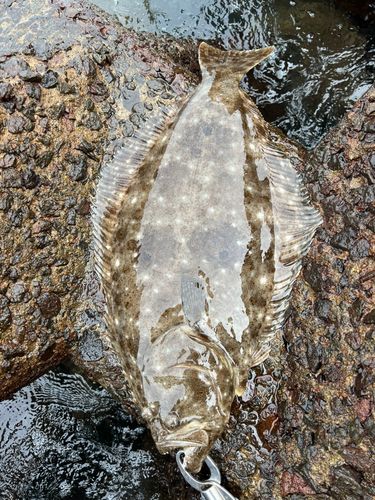 ヒラメの釣果