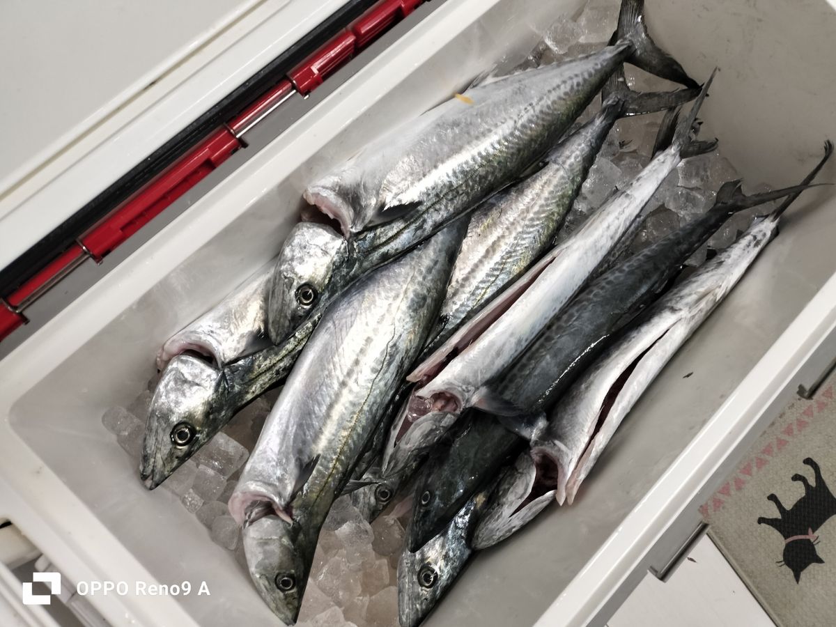 さくひこさんの釣果 1枚目の画像