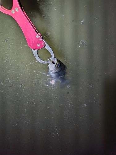 東京湾(アクアライン〜富津)