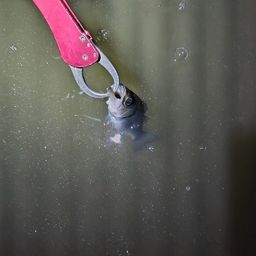 セイゴ(ヒラスズキ)