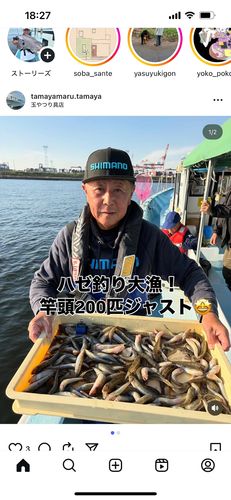 ハゼの釣果
