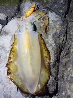 アオリイカの釣果