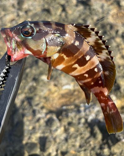 アカハタの釣果