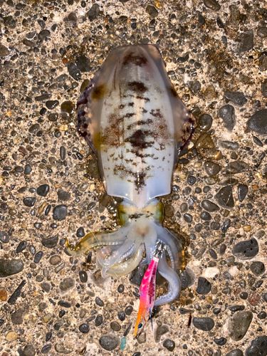 アオリイカの釣果