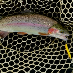 ニジマスの釣果