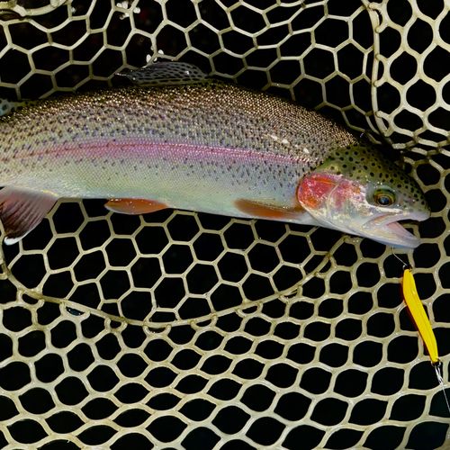 ニジマスの釣果