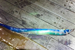 タチウオの釣果