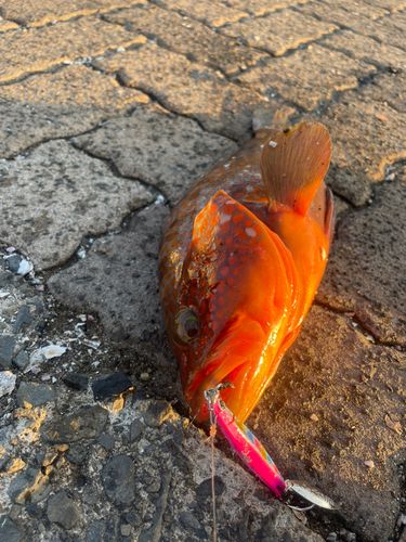 キジハタの釣果