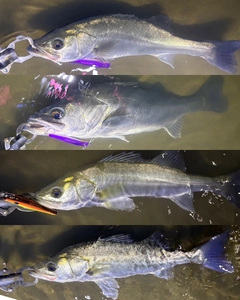 シーバスの釣果