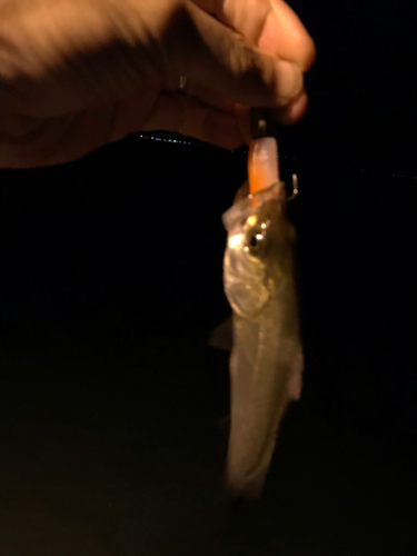 セイゴ（マルスズキ）の釣果