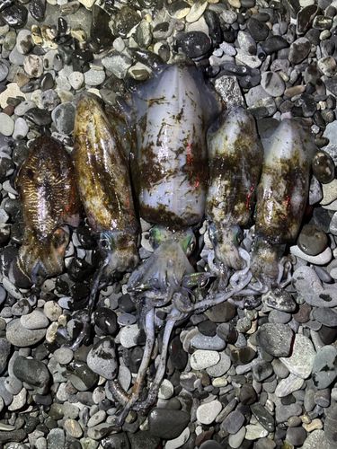 アオリイカの釣果