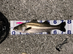 シーバスの釣果