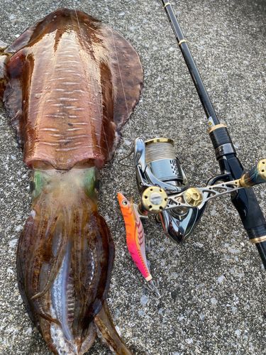 アオリイカの釣果