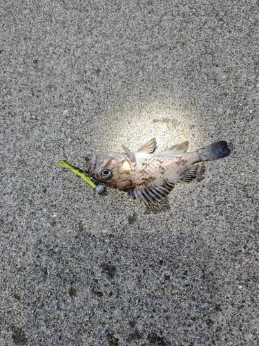 キラキラ公園(苫小牧西港)