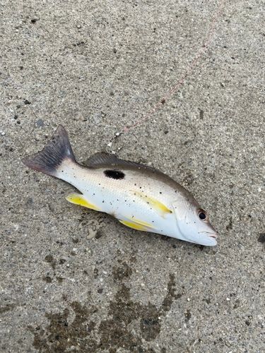 クロホシフエダイの釣果