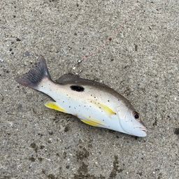 クロホシフエダイ