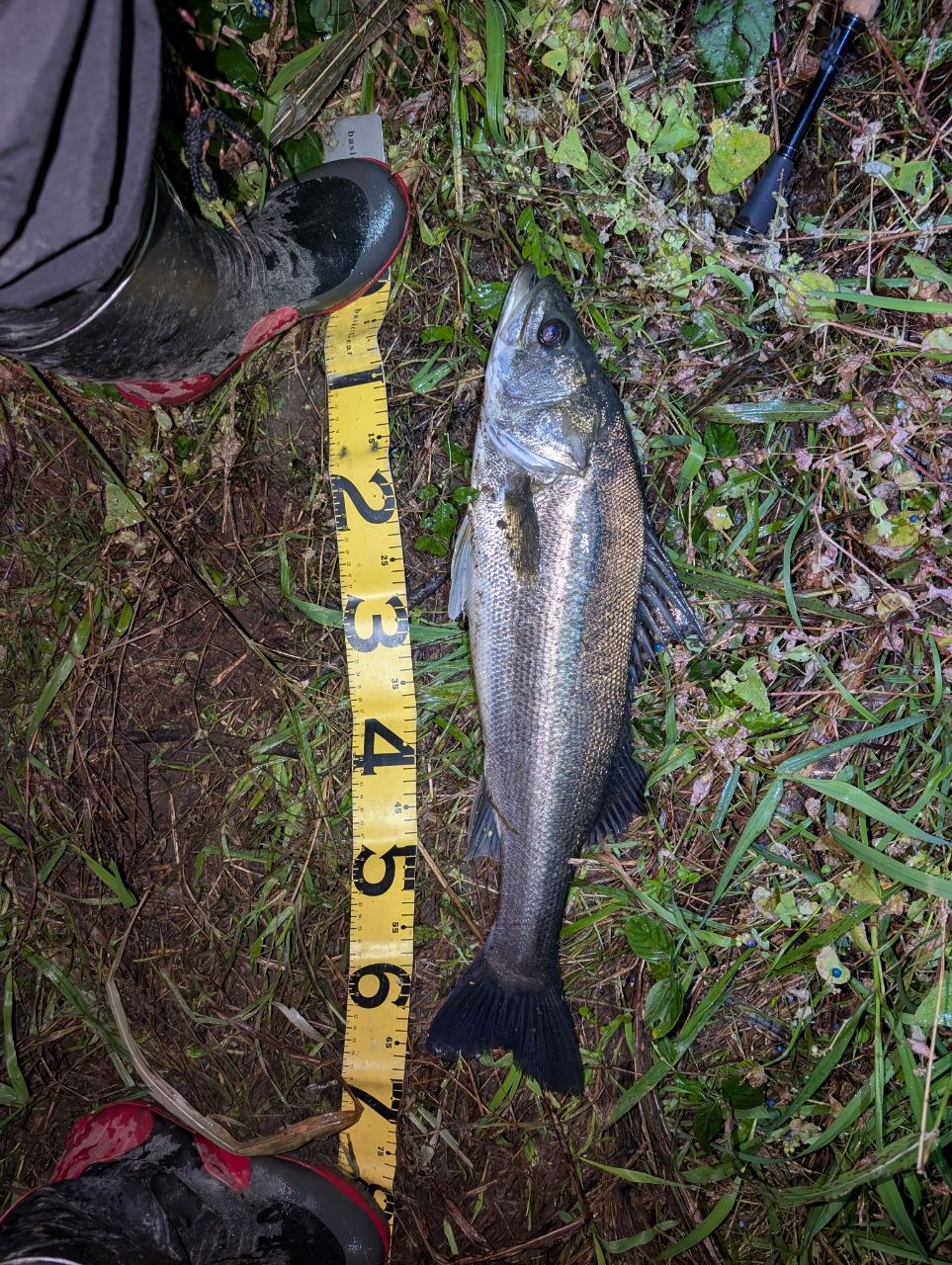 DAIWA 21ブレイゾン C610Mの最安値・インプレ・釣果 | 本音の口コミが