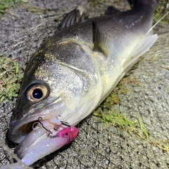 フッコ（マルスズキ）の釣果