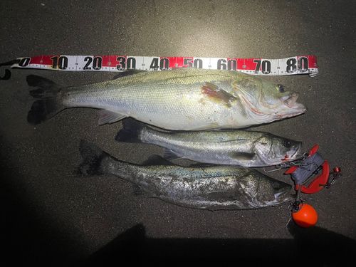 シーバスの釣果