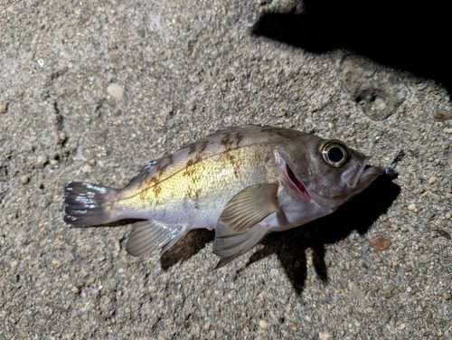 メバルの釣果