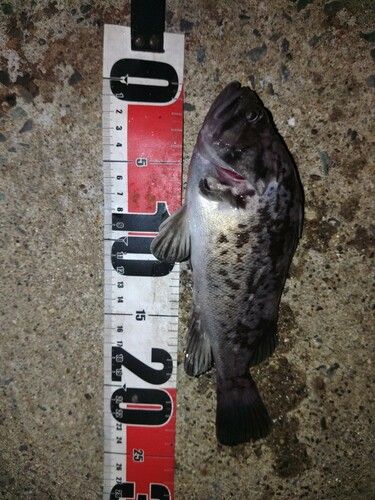 クロソイの釣果