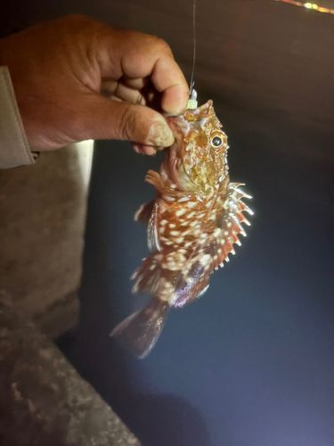 忠岡木材コンビナート