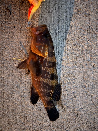 キジハタの釣果