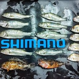 セイゴ(マルスズキ)