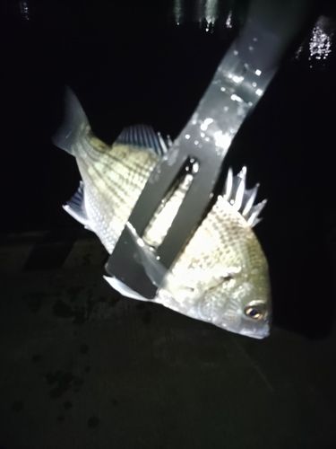 三陸海岸(青森)