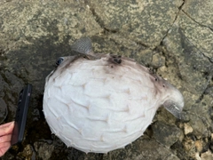 イシガキフグの釣果