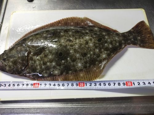 ヒラメの釣果