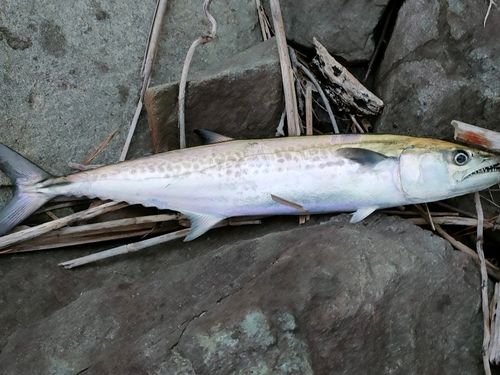 サゴシの釣果